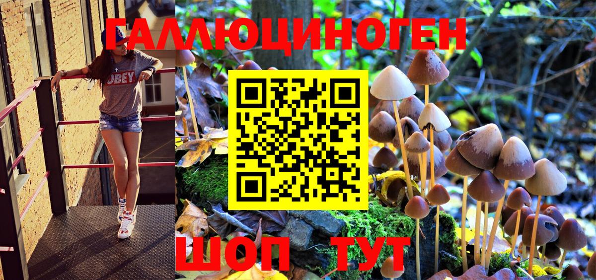 Псилоцибиновые грибы Psilocybe  Вышний Волочёк 